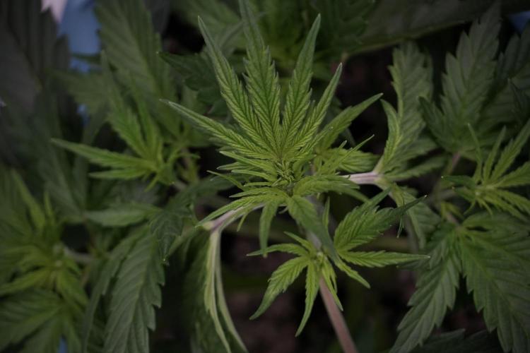 Cosmic Noodles a Zamnesia Dish. Week 5 - 12/12 from seed