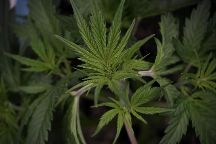 Cosmic Noodles a Zamnesia Dish. Week 5 - 12/12 from seed