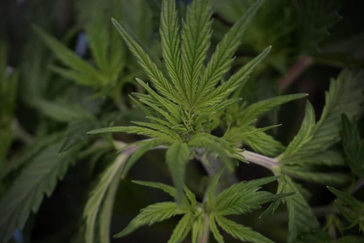 Cosmic Noodles a Zamnesia Dish. Week 5 - 12/12 from seed