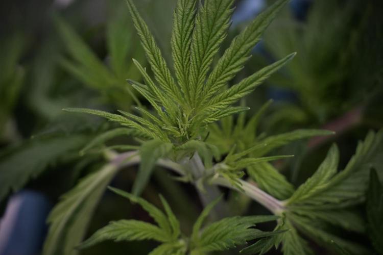 Cosmic Noodles a Zamnesia Dish. Week 5 - 12/12 from seed