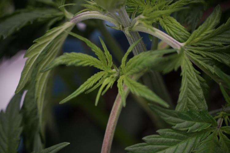 Cosmic Noodles a Zamnesia Dish. Week 5 - 12/12 from seed