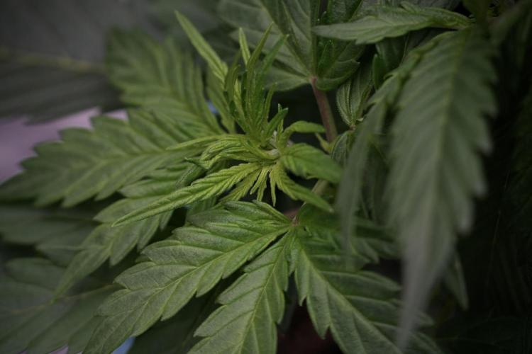 Cosmic Noodles a Zamnesia Dish. Week 5 - 12/12 from seed