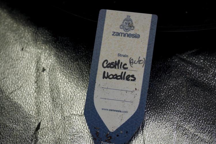 Cosmic Noodles a Zamnesia Dish. Week 5 -  initial 18/6 period