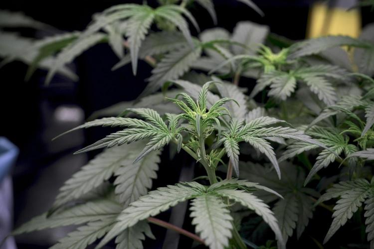 Cosmic Noodles a Zamnesia Dish. Week 5 -  initial 18/6 period