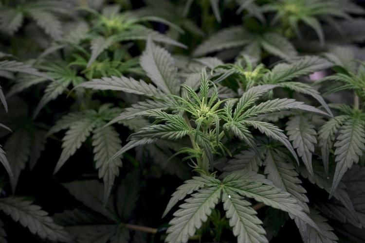 Cosmic Noodles a Zamnesia Dish. Week 5 -  initial 18/6 period