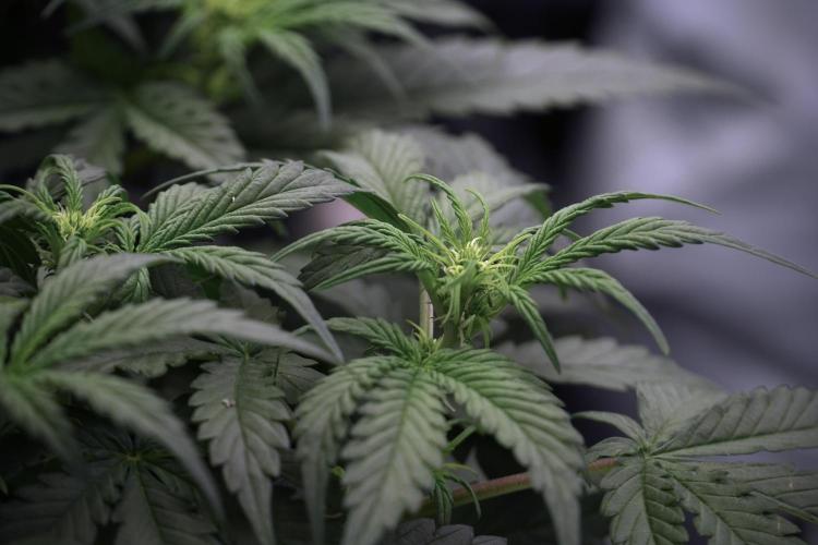 Cosmic Noodles a Zamnesia Dish. Week 5 -  initial 18/6 period