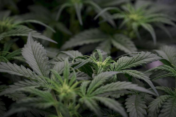 Cosmic Noodles a Zamnesia Dish. Week 5 -  initial 18/6 period