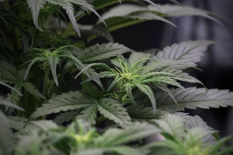 Cosmic Noodles a Zamnesia Dish. Week 5 -  initial 18/6 period