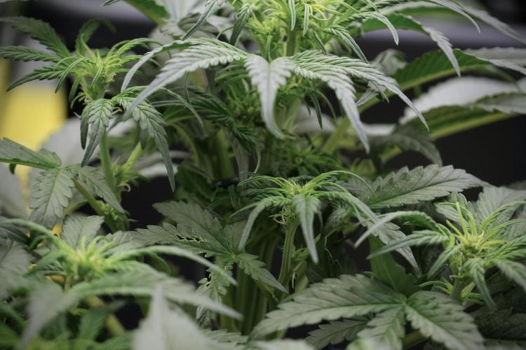 Cosmic Noodles a Zamnesia Dish. Week 5 -  initial 18/6 period