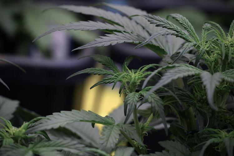 Cosmic Noodles a Zamnesia Dish. Week 5 -  initial 18/6 period