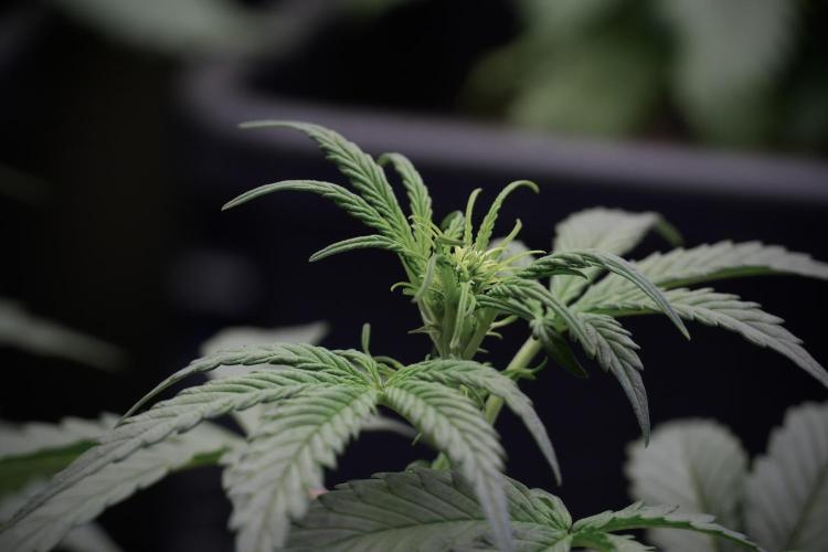 Cosmic Noodles a Zamnesia Dish. Week 5 -  initial 18/6 period