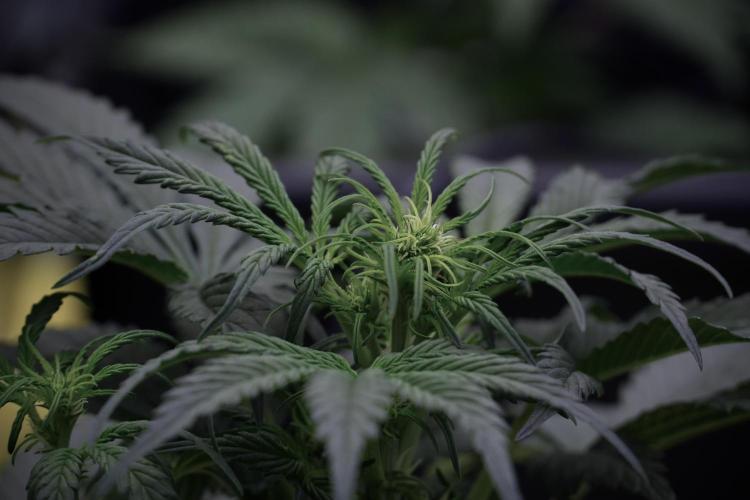 Cosmic Noodles a Zamnesia Dish. Week 5 -  initial 18/6 period