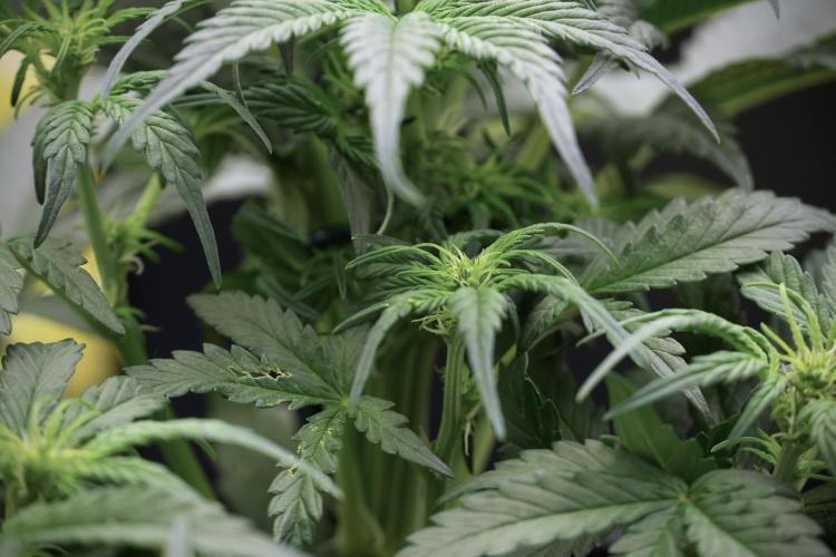 Cosmic Noodles a Zamnesia Dish. Week 5 -  initial 18/6 period