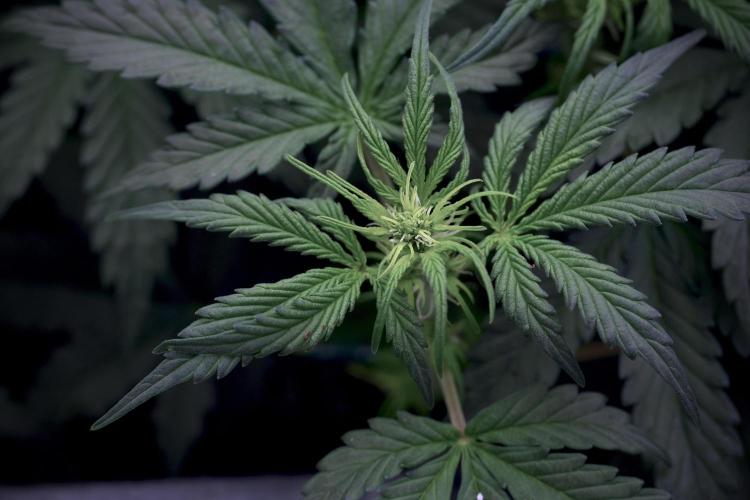 Cosmic Noodles a Zamnesia Dish. Week 5 -  initial 18/6 period