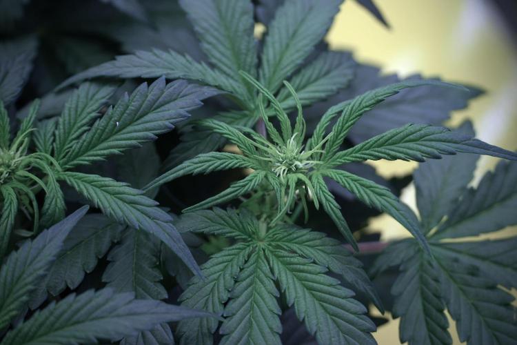 Cosmic Noodles a Zamnesia Dish. Week 5 -  initial 18/6 period