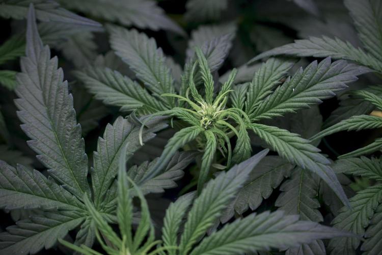 Cosmic Noodles a Zamnesia Dish. Week 5 -  initial 18/6 period