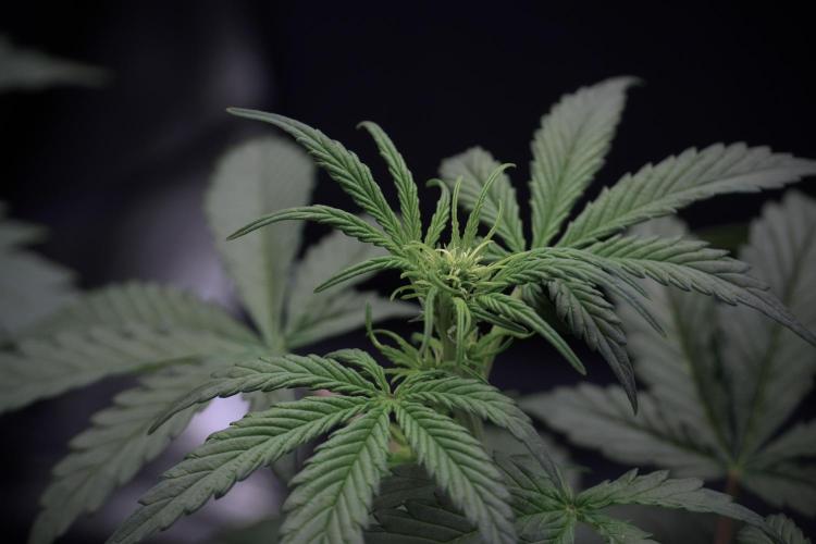 Cosmic Noodles a Zamnesia Dish. Week 5 -  initial 18/6 period