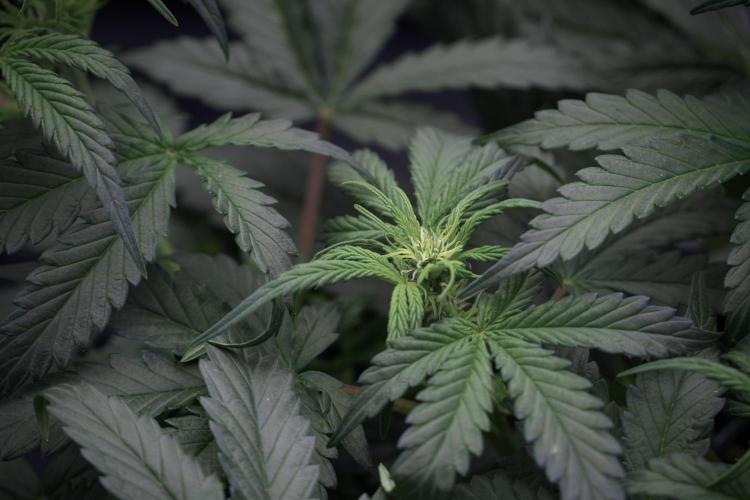 Cosmic Noodles a Zamnesia Dish. Week 5 -  initial 18/6 period