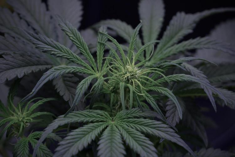 Cosmic Noodles a Zamnesia Dish. Week 5 -  initial 18/6 period