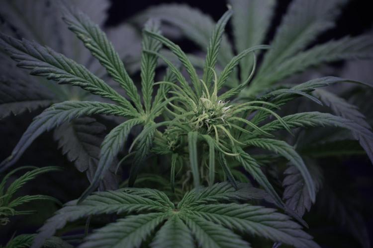 Cosmic Noodles a Zamnesia Dish. Week 5 -  initial 18/6 period