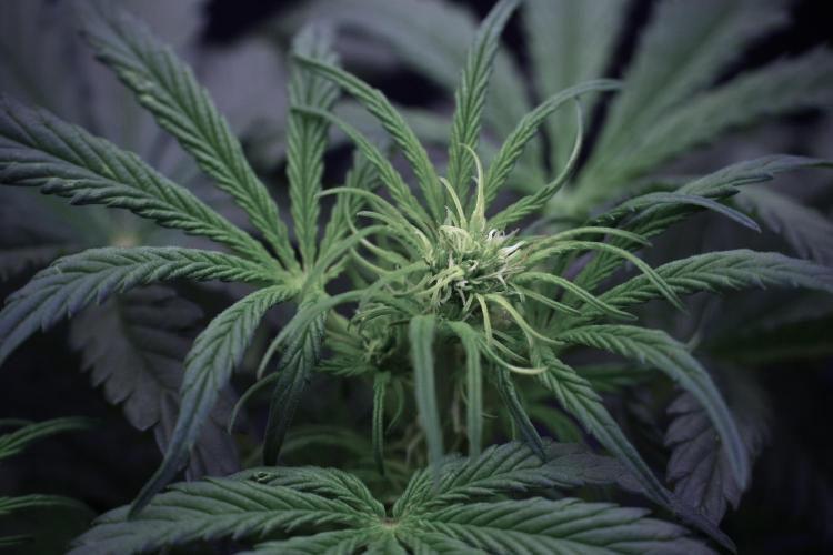 Cosmic Noodles a Zamnesia Dish. Week 5 -  initial 18/6 period