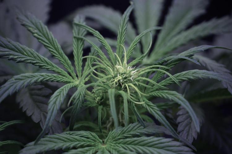 Cosmic Noodles a Zamnesia Dish. Week 5 -  initial 18/6 period