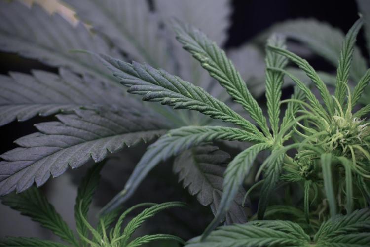 Cosmic Noodles a Zamnesia Dish. Week 5 -  initial 18/6 period