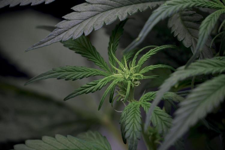 Cosmic Noodles a Zamnesia Dish. Week 5 -  initial 18/6 period