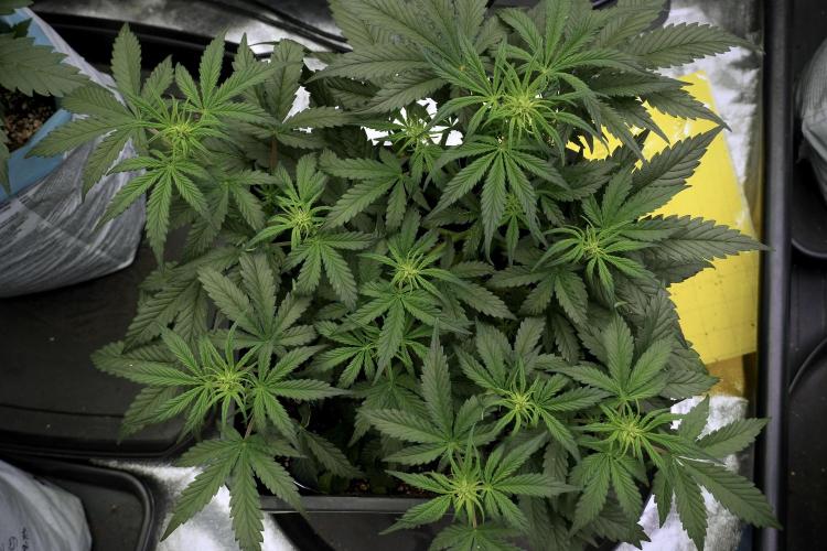 Cosmic Noodles a Zamnesia Dish. Week 5 -  initial 18/6 period