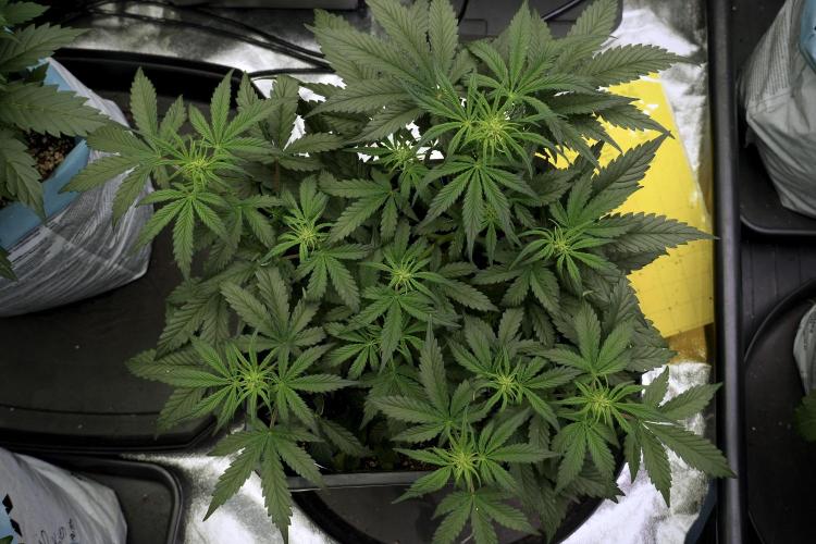 Cosmic Noodles a Zamnesia Dish. Week 5 -  initial 18/6 period