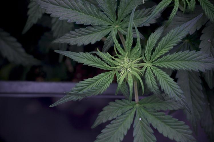 Cosmic Noodles a Zamnesia Dish. Week 5 -  initial 18/6 period