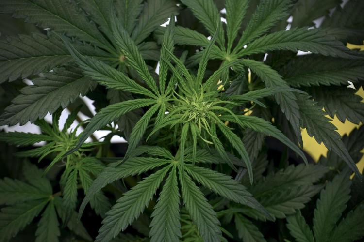 Cosmic Noodles a Zamnesia Dish. Week 5 -  initial 18/6 period