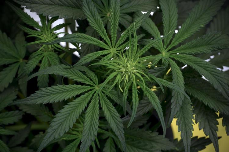 Cosmic Noodles a Zamnesia Dish. Week 5 -  initial 18/6 period