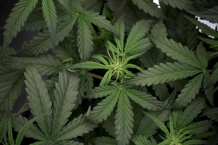 Cosmic Noodles a Zamnesia Dish. Week 5 -  initial 18/6 period