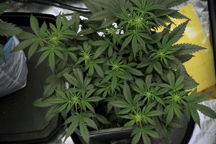 Cosmic Noodles a Zamnesia Dish. Week 5 -  initial 18/6 period