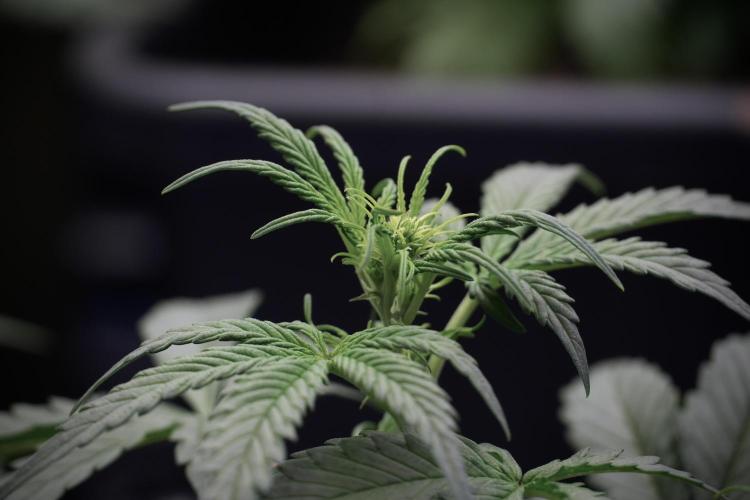 Cosmic Noodles a Zamnesia Dish. Week 5 -  initial 18/6 period