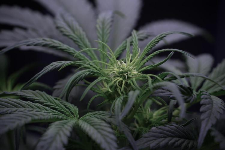 Cosmic Noodles a Zamnesia Dish. Week 5 -  initial 18/6 period