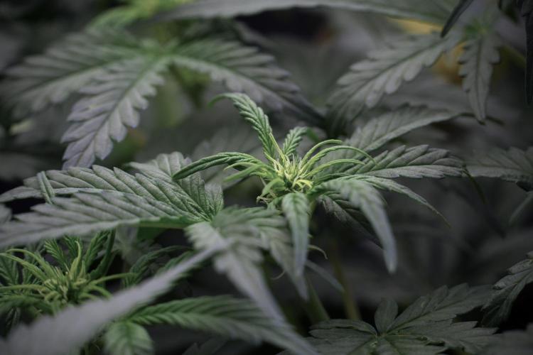 Cosmic Noodles a Zamnesia Dish. Week 5 -  initial 18/6 period