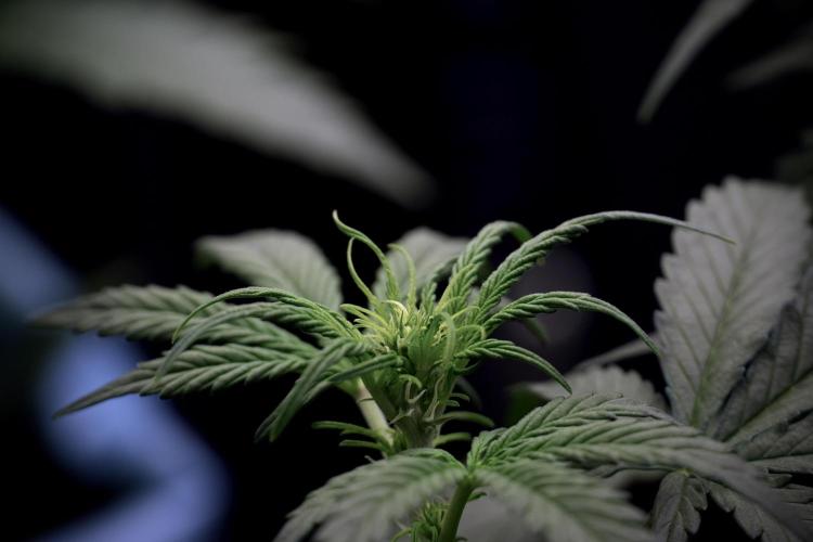 Cosmic Noodles a Zamnesia Dish. Week 5 -  initial 18/6 period