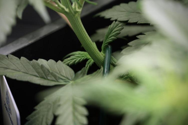 Cosmic Noodles a Zamnesia Dish. Week 5 -  initial 18/6 period