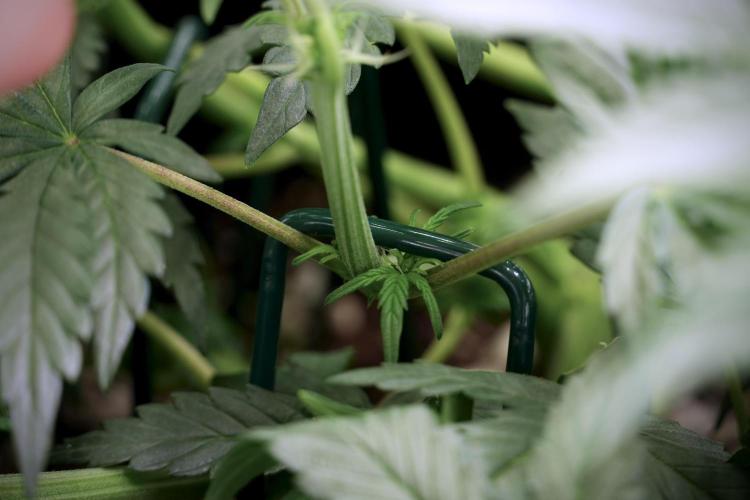 Cosmic Noodles a Zamnesia Dish. Week 5 -  initial 18/6 period