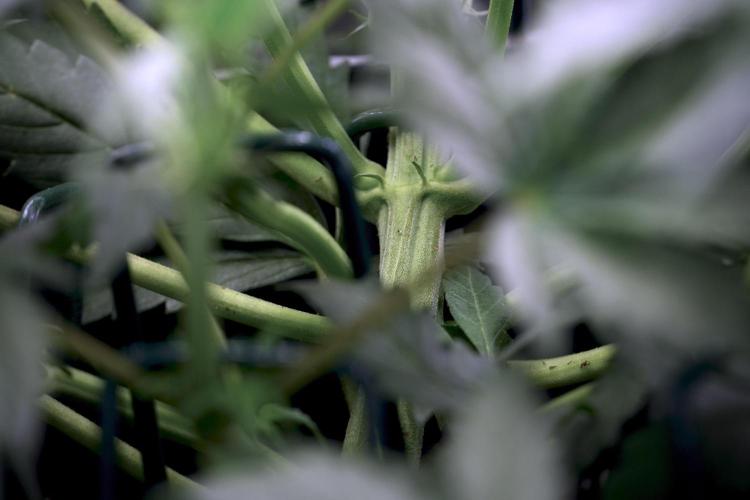 Cosmic Noodles a Zamnesia Dish. Week 5 -  initial 18/6 period