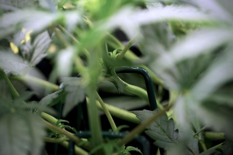 Cosmic Noodles a Zamnesia Dish. Week 5 -  initial 18/6 period