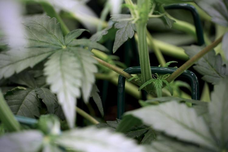 Cosmic Noodles a Zamnesia Dish. Week 5 -  initial 18/6 period