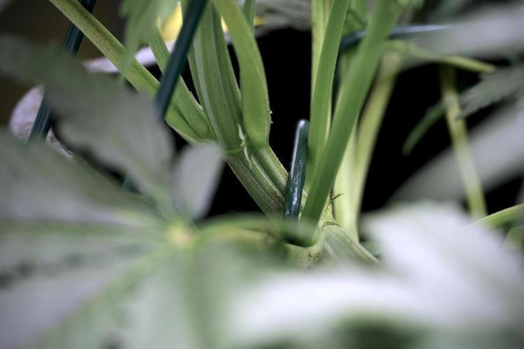 Cosmic Noodles a Zamnesia Dish. Week 5 -  initial 18/6 period