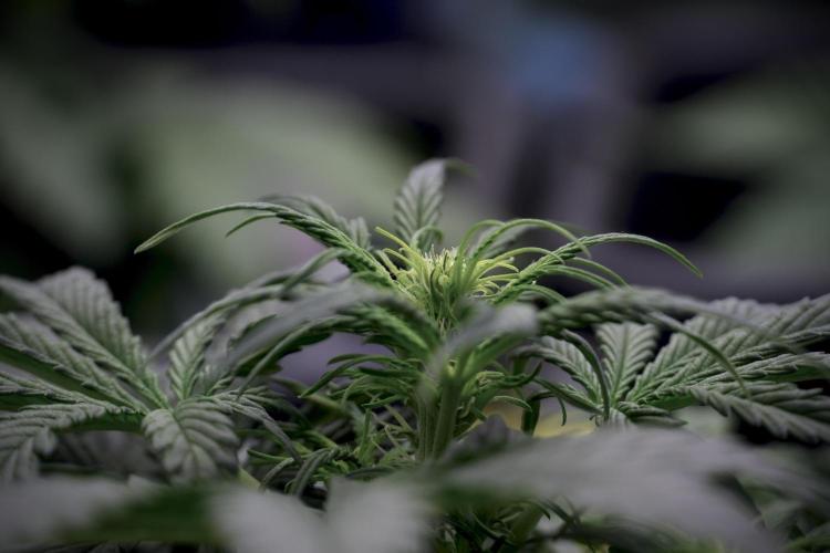 Cosmic Noodles a Zamnesia Dish. Week 5 -  initial 18/6 period