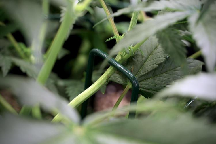 Cosmic Noodles a Zamnesia Dish. Week 5 -  initial 18/6 period