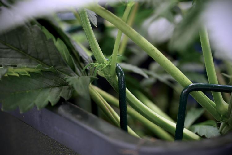 Cosmic Noodles a Zamnesia Dish. Week 5 -  initial 18/6 period