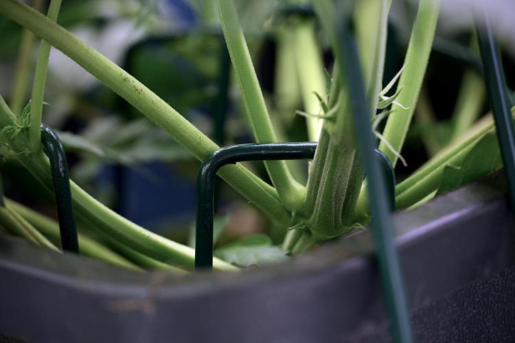 Cosmic Noodles a Zamnesia Dish. Week 5 -  initial 18/6 period