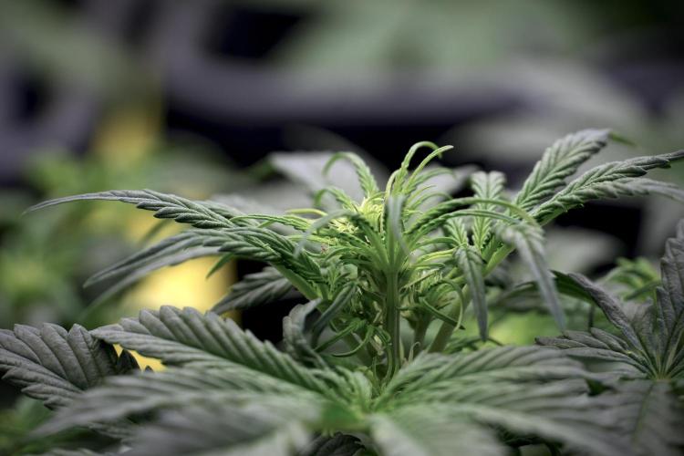 Cosmic Noodles a Zamnesia Dish. Week 5 -  initial 18/6 period